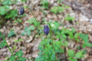 Fotogalerie, Výlety po České republice